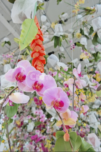 꽃,꽃박람회,노란꽃,난꽃,들꽃,분홍꽃,식물,자연,plants,nature,꽃,flower