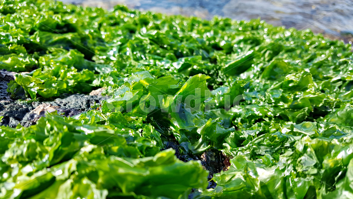 파래,plant,식물,algae,조류