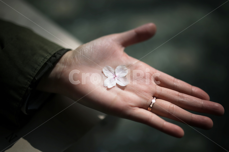 벚꽃,감성,꽃,식물,잎,낭만,추억,접사,봄,배경,손,봄,계절,spring,season,감성,sensible,feeling,blossom,petal,꽃잎,plant,flower