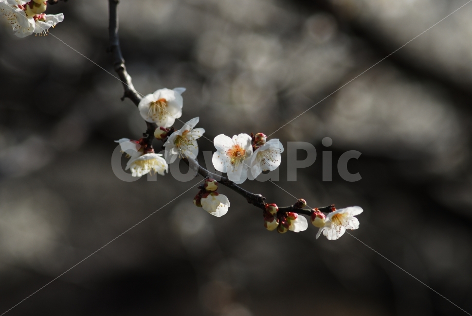 배꽃,흰꽃,과수원,꽃,흰보케,식물,자연,plants,nature,꽃,flower