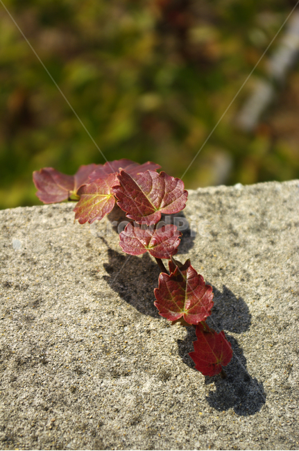 잎,넝쿨,식물,벽,담장,가을,계절,fall,autumn,season,식물,자연,plants,nature,plant,leaf