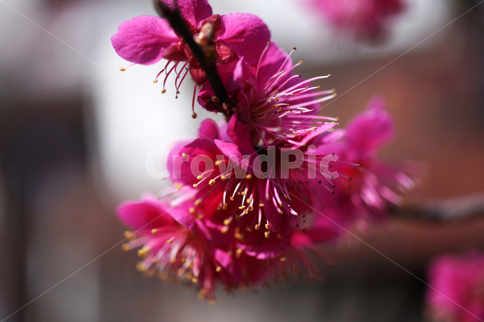 홍매화,매화,홍매,꽃,봄,계절,붉은빛매화,식물,자연,plants,nature,꽃,flower