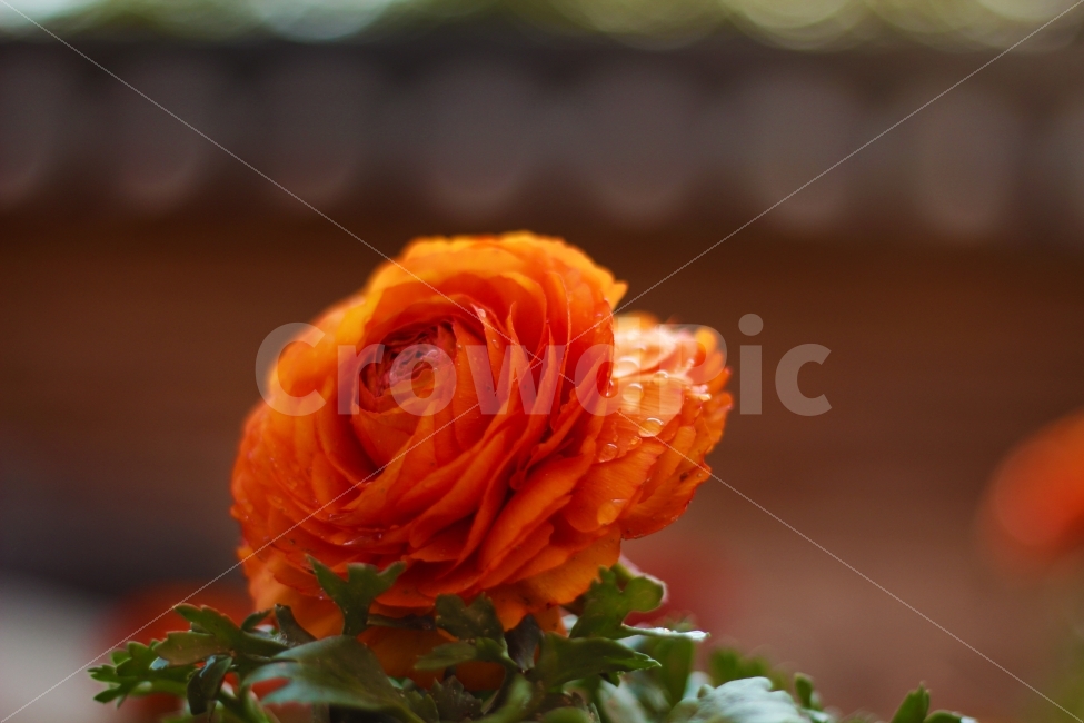 일산,꽃박람회,인스타,oosho,박람회,식물,자연,plants,nature,꽃,flower