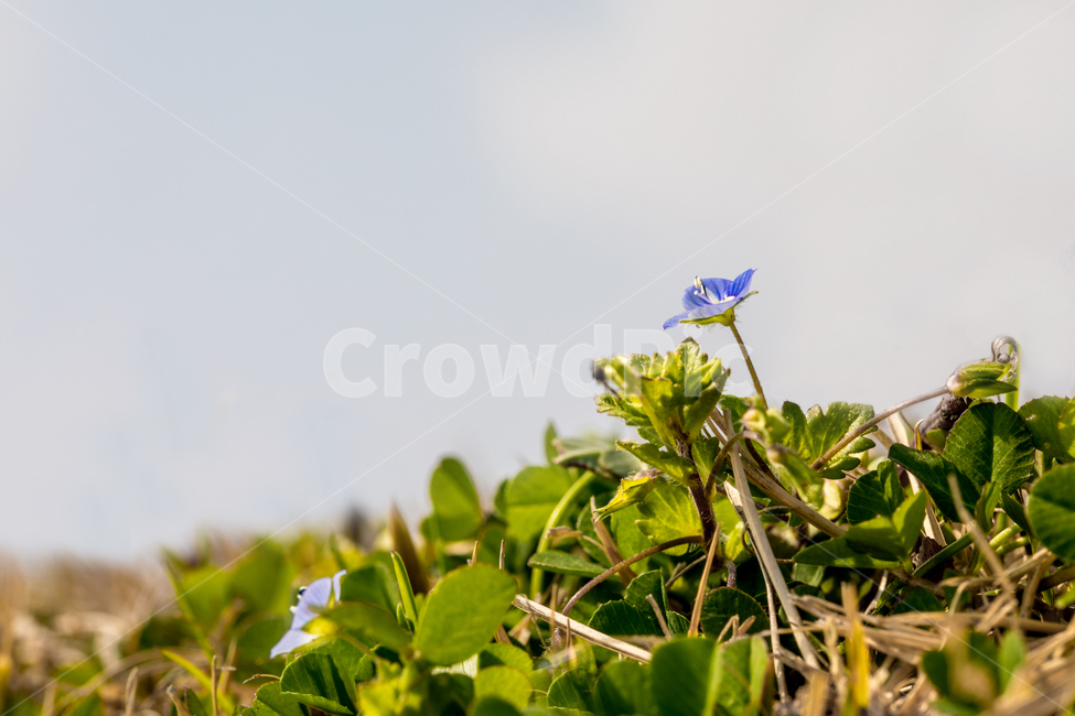 봄,꽃,봄꽃,계절,식물,녹색,식물,자연,plants,nature,꽃,flower