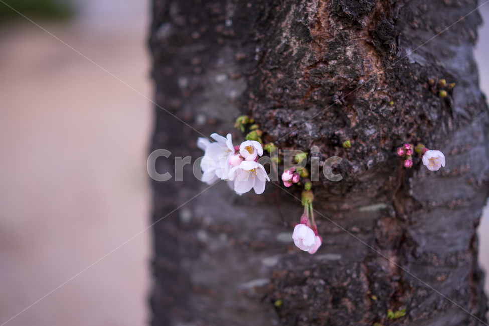 봄,벚꽃,꽃봉오리,나무,자연,봄,계절,spring,season,식물,자연,plants,nature,꽃,flower,plant