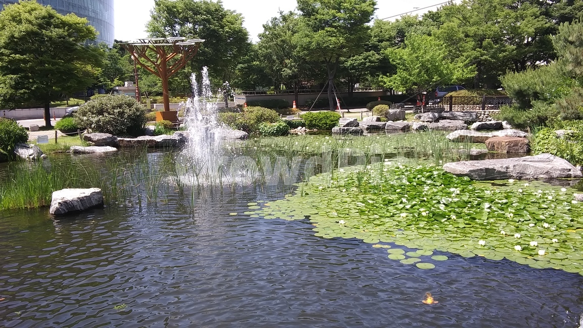 연못,국회의사당,분수,여의도,연꽃