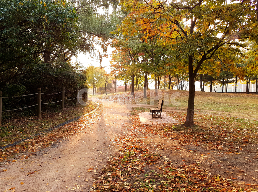 가을,낙엽,단풍,벤치,계절,나무,식물,풍경,휴식,힐링,감성,쓸쓸한,길,road,숲,fall,autumn,season,배경,background,월드컵공원,산책