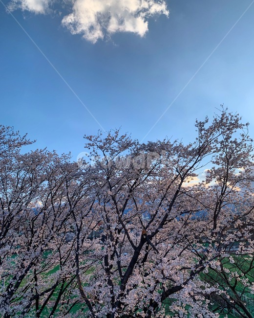 벚꽃,봄,하늘,꽃,풍경,봄,계절,spring,season,plant,식물