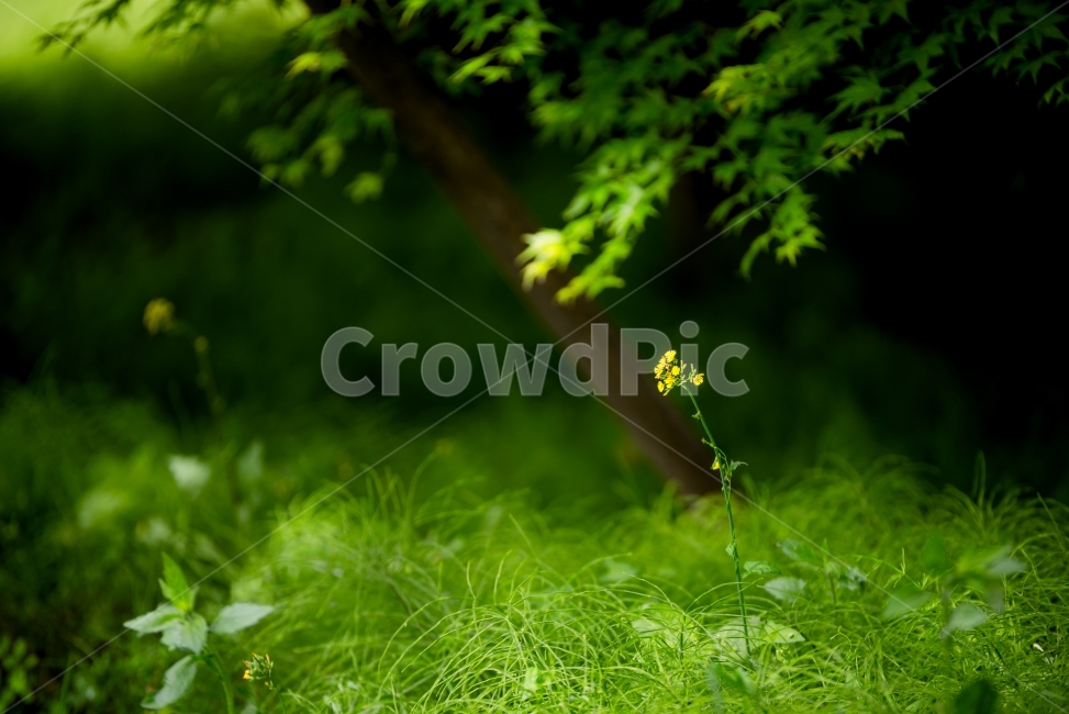 꽃,식물,유채꽃,flower,숲,식물,자연,plants,nature,꽃,flower
