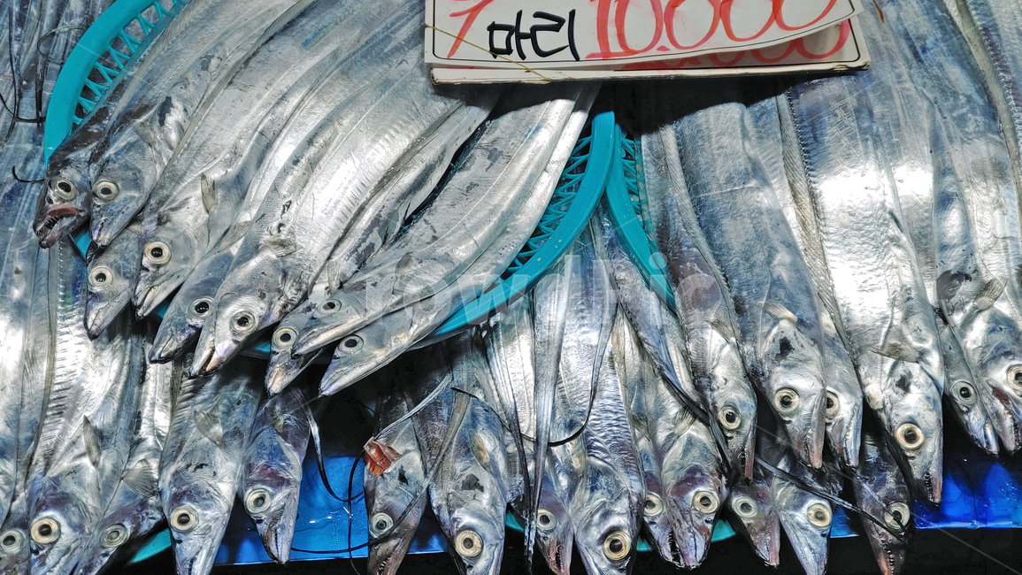 갈치,어업,산업,어류,신선한,싱싱한,푸드,비늘,광택,food,먹거리,식자재,식재료,요리재료,수산업,어물,생선,수산물,cutlassfish,hairtail,갈치과,농어목,해물,선어,토종,우리것,동물,바다생물,수산시장,좌판,어시장,생선가게,은색,은백색,바닷물고기,음식,식재료,요리,food,cook,meal,dishes,food reserves,수산물,해산물,fishery products,seafood