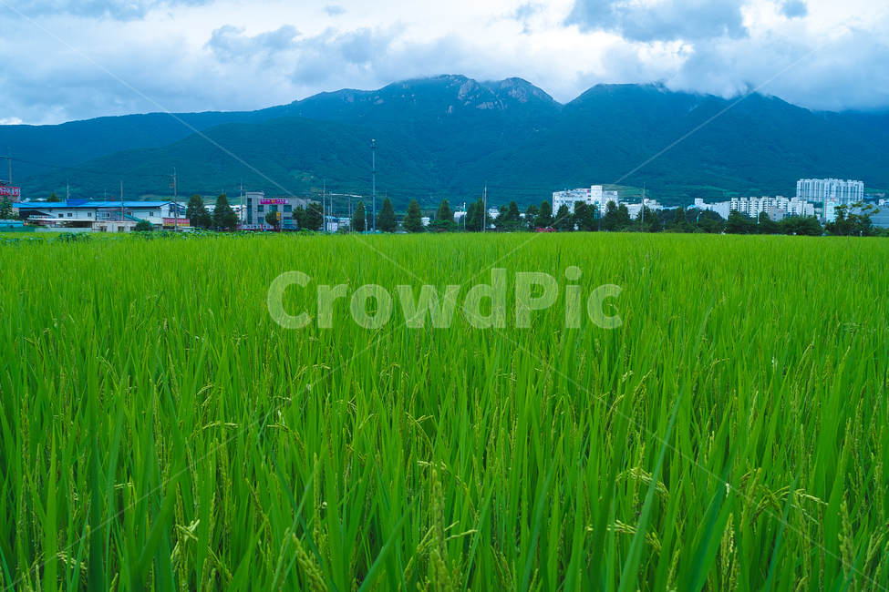 논,벼,자연,쌀,풍경,rise,asianrise,nature,자연,풍경,nature,landscape,grassland,목초지,field,들,outdoors,옥외