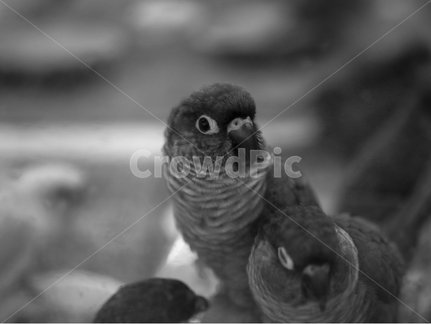 앵무새,동물,조류,코뉴어,새,parrot,animal,birds,흑백,black,동물,animal,조류,새,birds,흑백,모노톤,monochrome,black and white