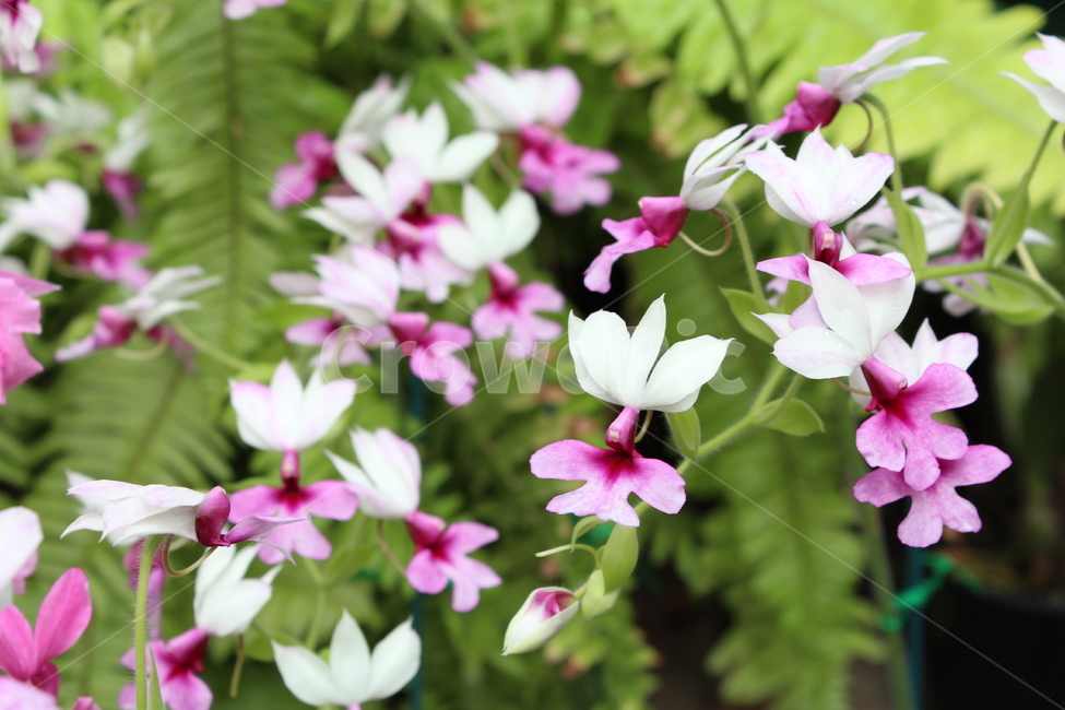 geranium,제라늄,flower,plant,꽃,blossom,식물
