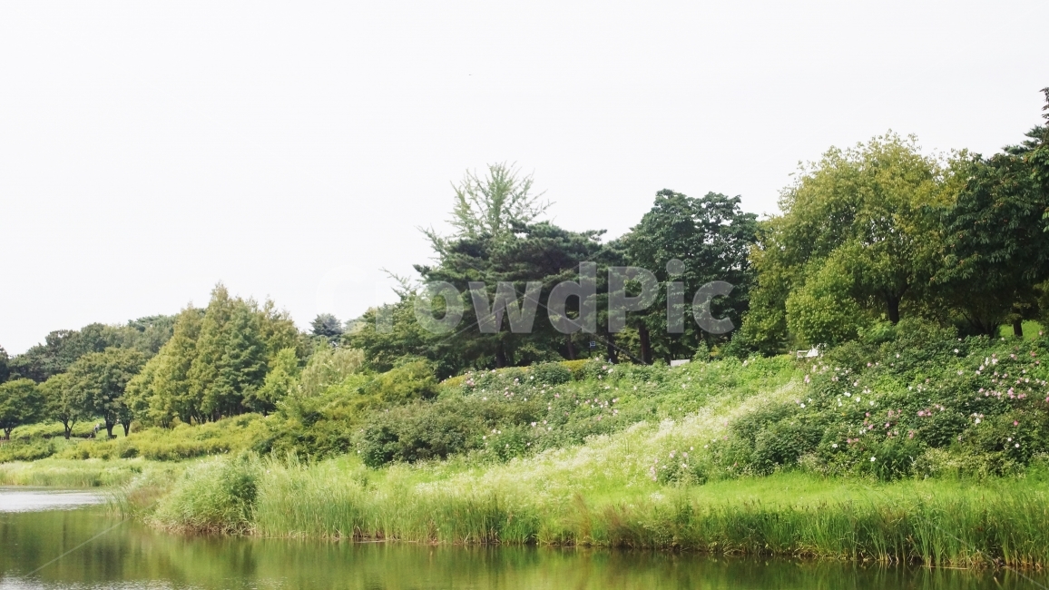 연못,공원,산책,호수,휴식,힐링,자연,풍경,nature,landscape,water,물,outdoors,옥외,tree,나무,fir,전나무,plant,식물