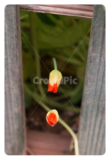 봄,마주보기,튜울립,꽃,농원,식물,자연,plants,nature,꽃,flower