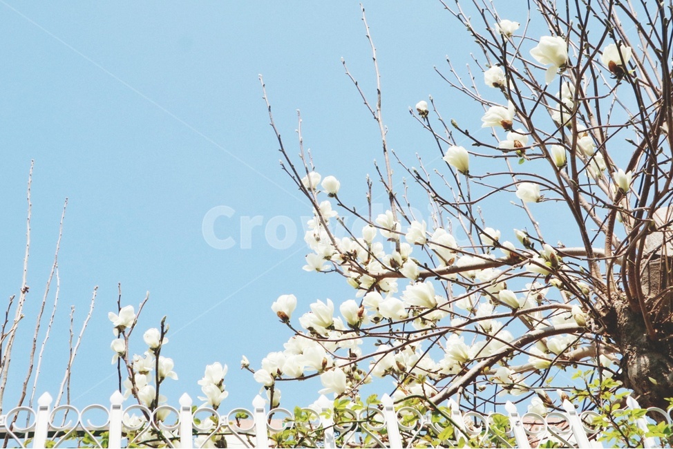 봄,꽃,spring,flower,목련,magnolia,봄,계절,spring,season,식물,자연,plants,nature,꽃,flower