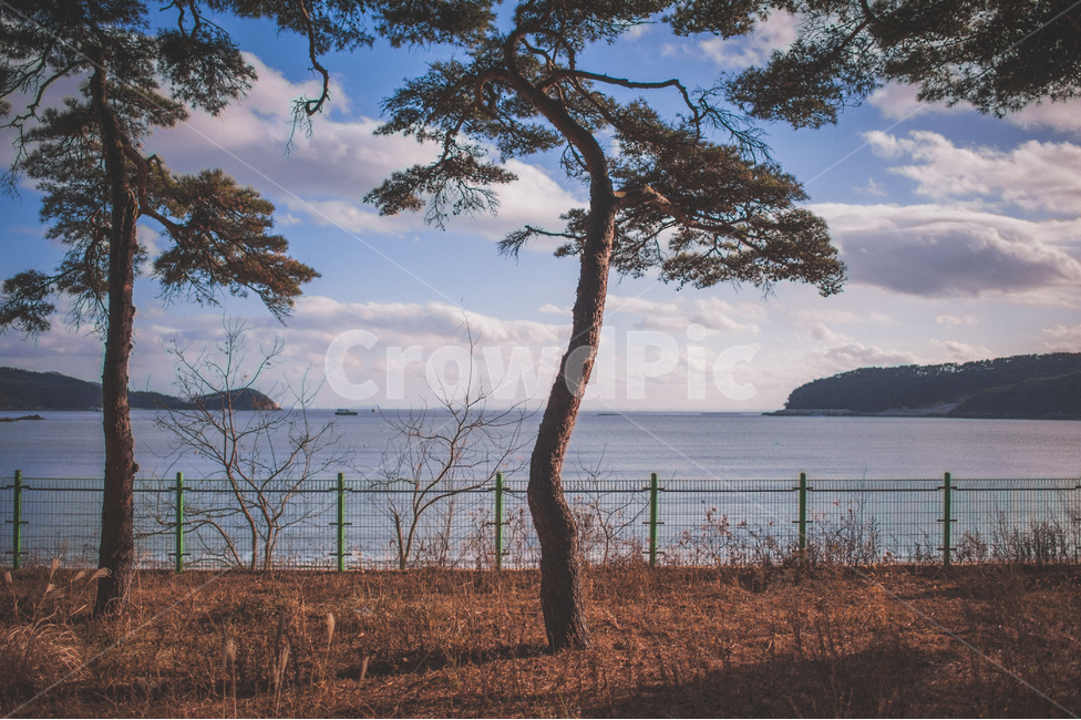 소나무,나무,숲,소나무숲,그림자,풍경,자연,식물,대한민국,인천,가을,pinetree,pineforest,autumn,wood,자연,풍경,nature,landscape,tree,plant,tree trunk,나무 줄기