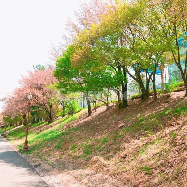 벚꽃,벚꽃나무,blossom,벚나무,cherryblossoms,하늘,sky,나무,tree,trees,산책,산책로,kirsche