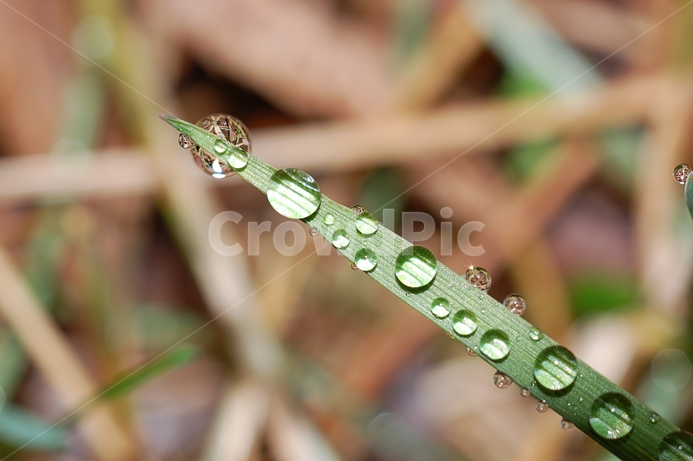 물방울,빗방울,이슬,자연,접사,풀잎,풀잎이슬,방울,구슬,초록,식물,자연,plants,nature