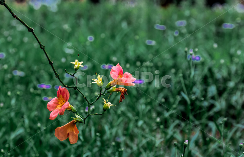 꽃,감성,나래,생명,자연,식물,식물,자연,plants,nature,꽃,flower