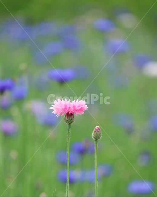 수레국화,꽃,식물,자연,풍경,수레국화꽃밭,보라색꽃,flowers,plants,nature,식물,자연,plants,nature,꽃,flower