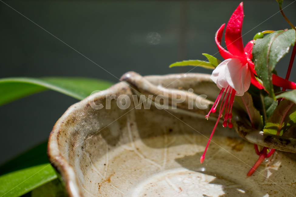 후크시아,푸크시아,꽃,식물,fuchsia,자연,만개,꽃잎,잎,잎사귀,바늘꽃과,요정꽃,초롱꽃,암술,수술,꽃가루,화분,봄,여름,배경,바탕,백그라운드,빨강,레드,빨간색,그린,초록,초록색,질그릇,도기,토기,도자기,물,햇빛,햇살,장식,꽃장식,성장,치유,고요,평온,평화,우아,우아함,정원,flower,plant,nature,spring,summer,background,red,green,sunshine,sunlight,water,pistil,pollen,petal,blossom,bloom,floraldecoration,decor,decoration,growth,grow,peaceful,peace,silence,calm,healing,elegant,grace,garden,beauty,아름다움,미,식물,자연,plants,nature,꽃,flower