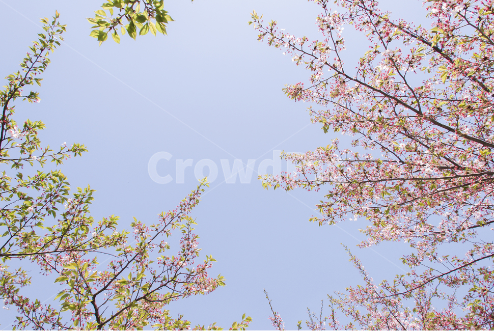 봄,벚꽃,꽃,배경,자연,풍경,하늘,나무,공원,cherryblossoms,식물,벚나무,매화,계절,축제,조경,나뭇가지,시골,경치,화사한,핑크,향기,분홍,맑음,spring,season,flower,생화,만개,만발,봄,계절,spring,season,식물,자연,plants,nature,꽃,flower,plant