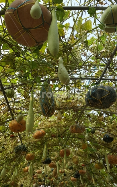 박,호박,늙은호박,박과채소,넝쿨,호박넝쿨,주렁주렁,과일,열매,fruit