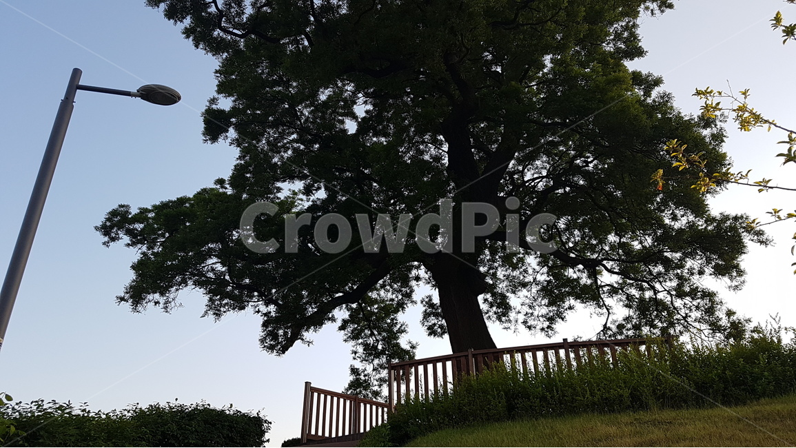나무,그림자,공원,거목,산책,bigtree,tree,park,shade,silhouette,실루엣,가로등,저녁,해질녘,식물,자연,plants,nature,나무,trees,wood