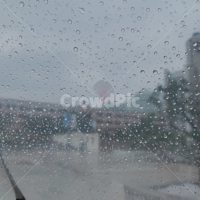 비,꽃잎,벚꽃,빗방울,감성사진,물방울,rain,우산,petal,cherryblossom,raindrop,waterdrop