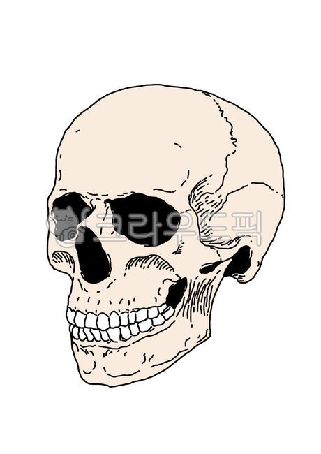 해골, 뼈, 해골일러스트, 해골그림, 인간, 사진,이미지,일러스트,캘리그라피 - Good Smile작가