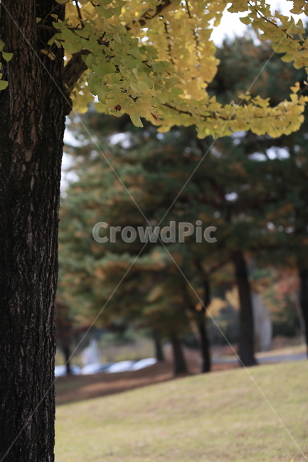 식물,나무,은행,단풍,가을,가을,계절,fall,autumn,season,tree,plant,tree trunk,나무 줄기,leaf,잎