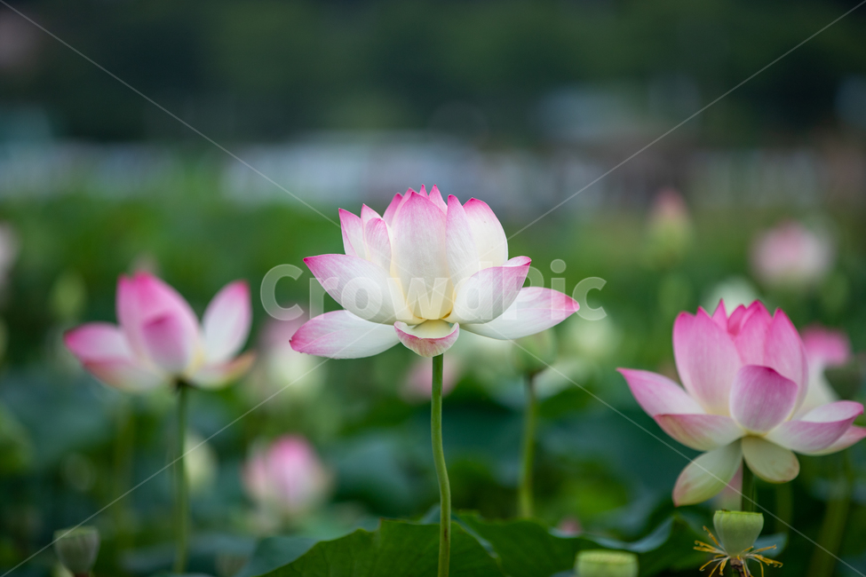 연꽃,여름,연잎,자연,풍경,꽃,flower