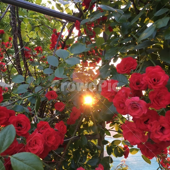 여름,장미,노을,빛,감성사진,빨강색,빨간색,한여름,꽃,사랑,sunset,rose,red,love,summer,flower,식물,자연,plants,nature,꽃,flower