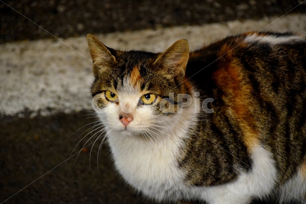 고양이,길가,암컷,수컷,동물,길고양이,시크,animal,귀여운,동물,animal,포유류,mammal,고양이,cat,kitten,kitty