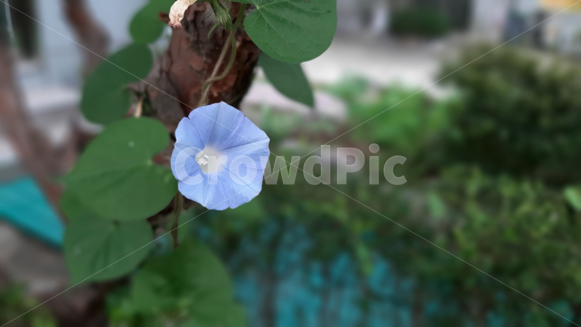 나팔꽃,flower,morningglory,blossom,야생화,꽃,식물,녹색,wildflower,plant,green,식물,자연,plants,nature,꽃,flower
