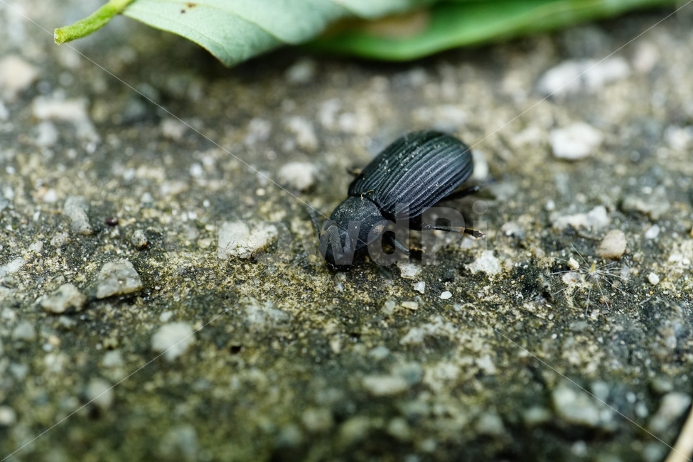 강변거저리,곤충,벌레,나뭇잎,여름,접사,자연,식물,딱정벌레,nature,insect,summer,macro,동물,animal,야생,한국자연,한국의자연,한국풍경,landscape,snap,snapshot,스냅,스냅사진,스넵,스넵사진,동물,animal,곤충,벌레,insect,bug