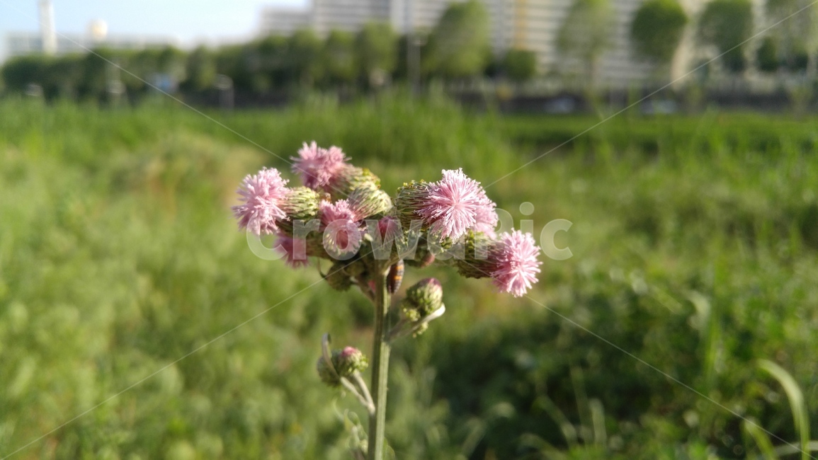 야생화,연분홍꽃,꽃,연분홍,녹색,식물,배경,감성,계절,야외,fieldflowers,alotusflower,green,yeonbunhong,pink,flants,background,emotional,season,outdoor