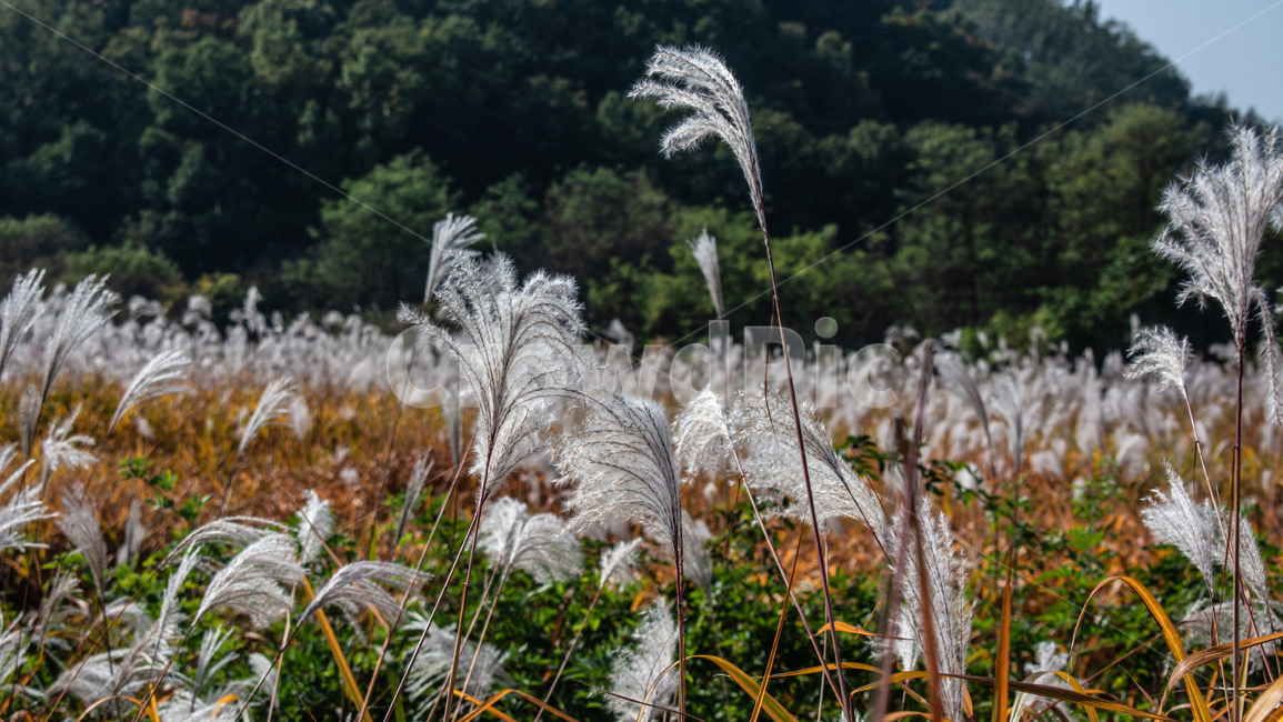 억새,갈대,가을,들판,풍경,가을,계절,fall,autumn,season,grass,잔디,plant,식물,lawn,reed