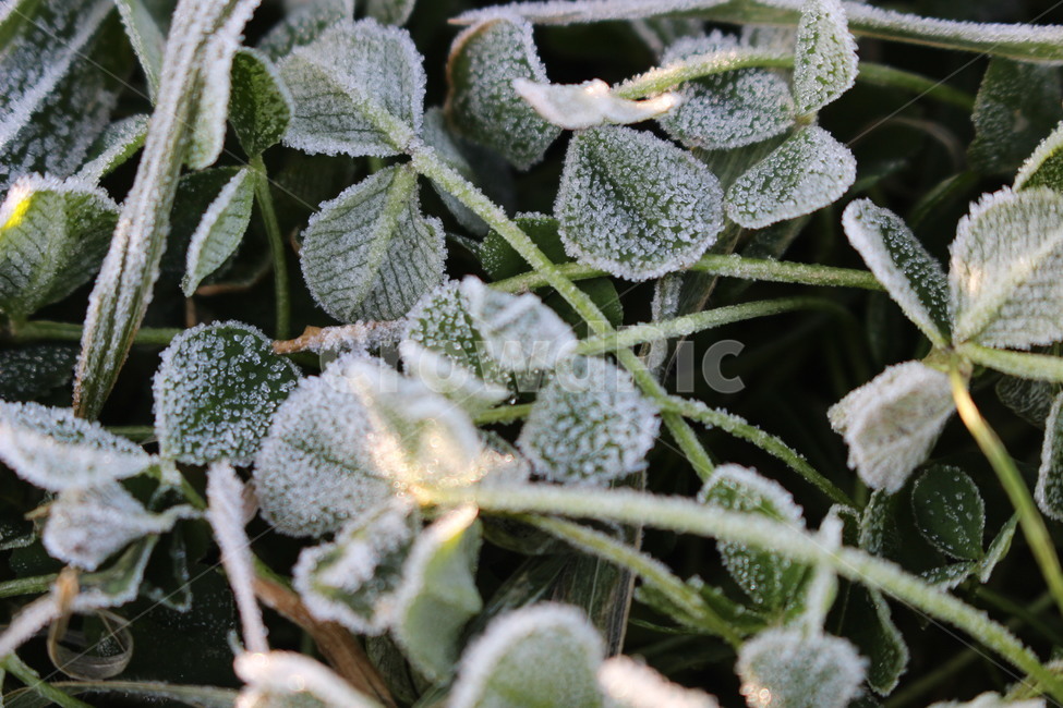 새벽,이슬,성에,잔디,겨울,추위,winter,frost,서리영하아침이른아침,식물,자연,plants,nature