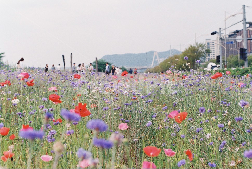 양귀비,수레국화,여름꽃,필름사진,꽃,식물,자연,plants,nature,꽃,flower,감성,sensible,feeling
