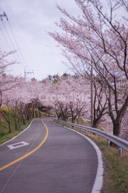 벚꽃,봄,spring,꽃,사쿠라,벚꽃터널,도로,봄,계절,spring,season,자연,풍경,nature,landscape