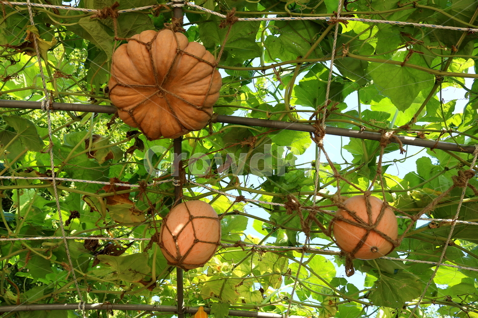 박,호박,식물,덩굴식물,열매,넝쿨식물,자연,식물,자연,plants,nature,과일,열매,fruit