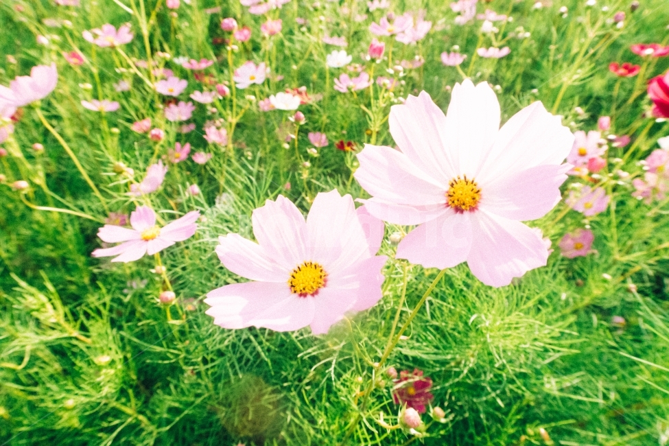 코스모스,코스모스밭,꽃,꽃다발,꽃밭,가을,계절,fall,autumn,season,식물,자연,plants,nature,꽃,flower,감성,sensible,feeling,휴식,힐링,rest,relaxation,healing,blossom,anemone,아네모네,plant