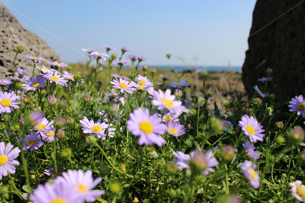 제주도,꽃,여행,가을,자연,색감,해변,식물,가을,계절,fall,autumn,season,식물,자연,plants,nature,꽃,flower,plant,blossom,daisy,데이지,daisies