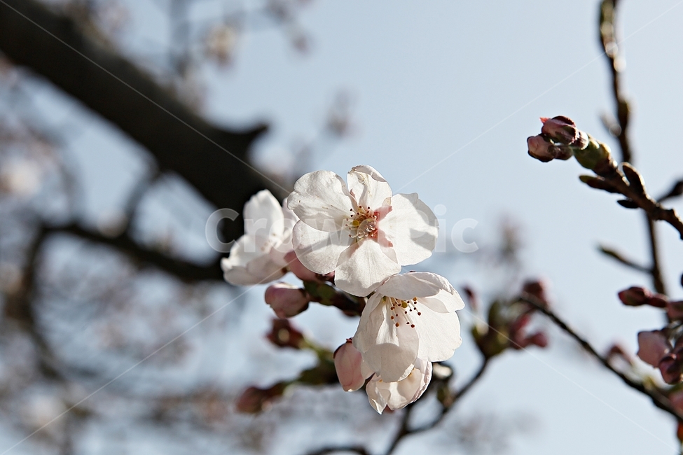벗꽃,벗나무,꽃,봄꽃,벗꽃잎,꽃잎,식물,자연,공원,식물,자연,plants,nature,꽃,flower