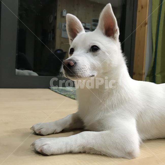 강아지,댕댕이,개,아기강아지,흰강아지,dog,puppy,whitedog,발발이,잡종,믹스견,동물,pet,animal,귀여움,cute,lovely,사랑스러움,귀여운강아지,cutedog,사랑스러운강아지,lovelydog,동물,animal,포유류,mammal,개,강아지,dog,doggy