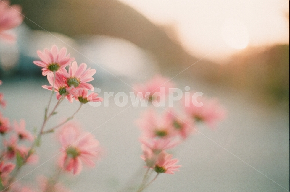 해질녘,가을,국화꽃,가을꽃,분홍색꽃,햇살,감성사진,따스함,fall,emotional,0,식물,자연,plants,nature,꽃,flower,감성,sensible,feeling,색깔,색상,색채,색감,color sense,color sensitivity,feeling of color