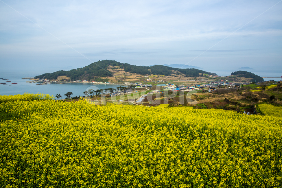유채꽃,유채꽃밭,자연,풍경,청산도,노랑,바다,어촌마을,봄,계절,spring,season,자연,풍경,nature,landscape,한국자연풍경,한국자연경관,korea nature landscape,grassland,목초지,outdoors,옥외,field,들,farm,농장,meadow,rural,농촌