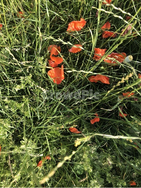 양귀비,꽃,들꽃,식물,flower,blossom,plant,wildflower